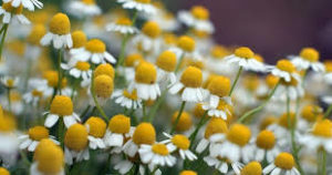 Chamomile herbs